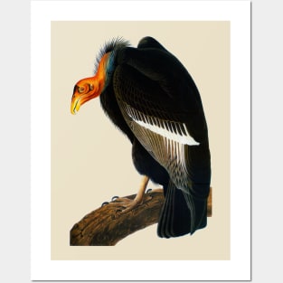 Audubon Californian Vulture Posters and Art